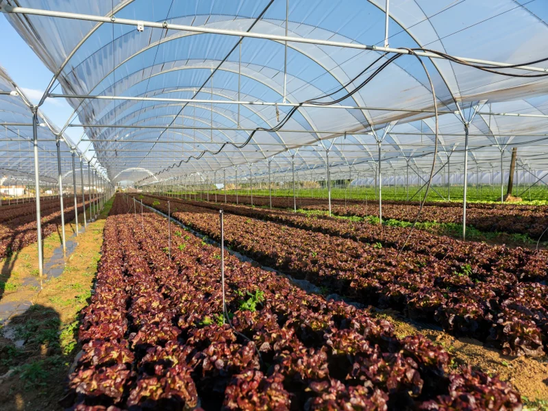 fresh-organic-lettuce-seedlings-greenhouse-outdoors